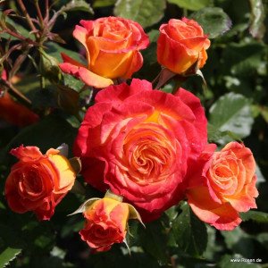 GARTENSPASS®